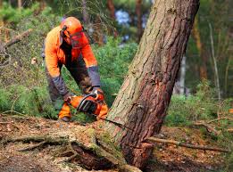 How Our Tree Care Process Works  in  St Robert, MO